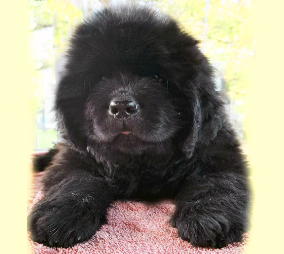 cachorro terranova