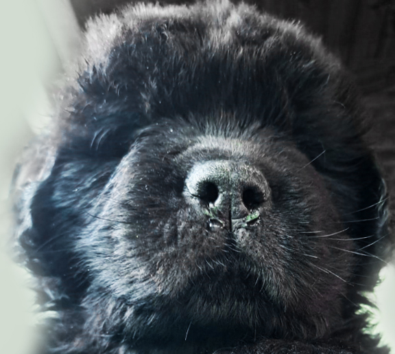 cachorro terranova