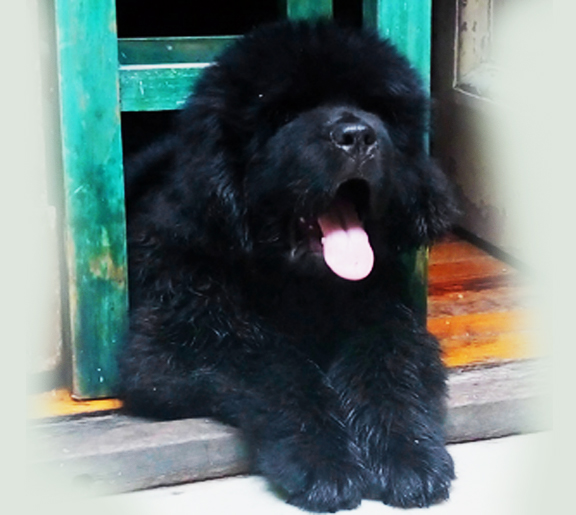 cachorro terranova