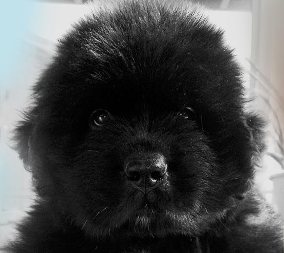 cachorro terranova