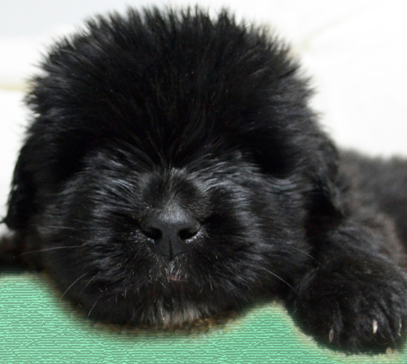 cachorro terranova