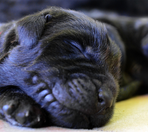 cachorro terranova