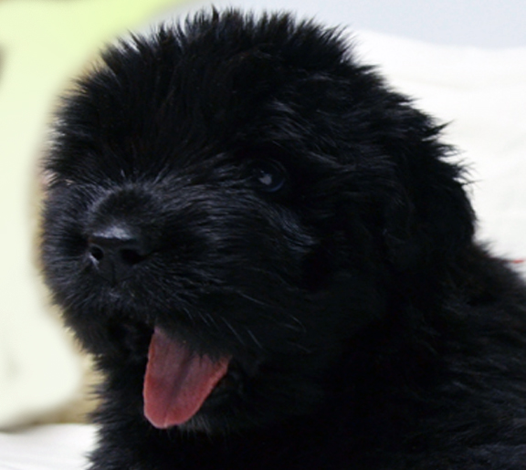 cachorro terranova