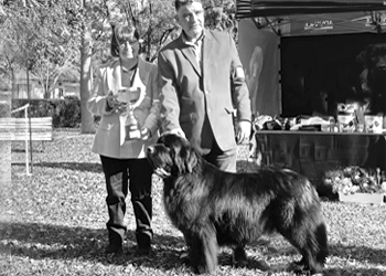 perra terranova con copa de mejor perro de exposicion 