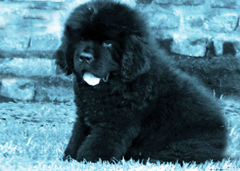 cachorro terranova en el pasto