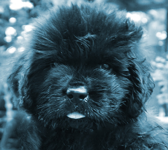 cachorro terranova