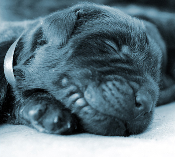 cachorro terranova