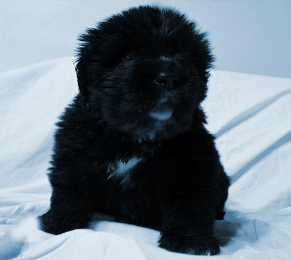 cachorro terranova