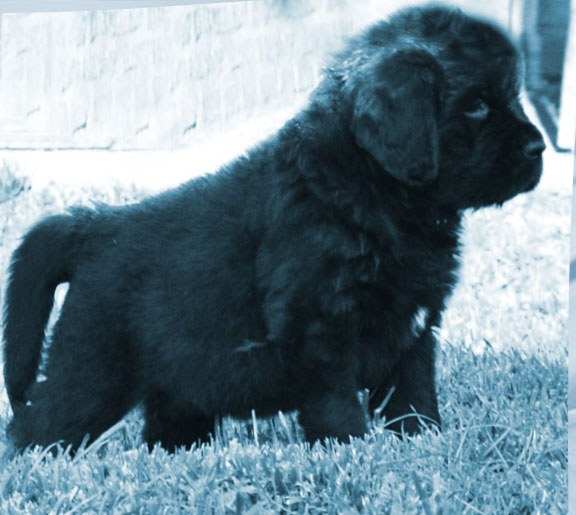 cachorro terranova