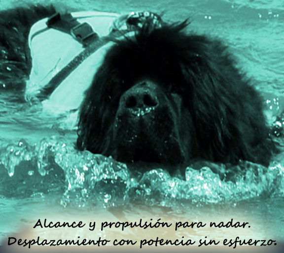 cabeza de un terranova