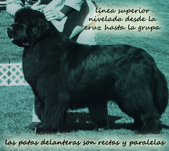 cabeza de un terranova
