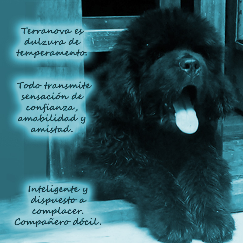 cabeza de un terranova