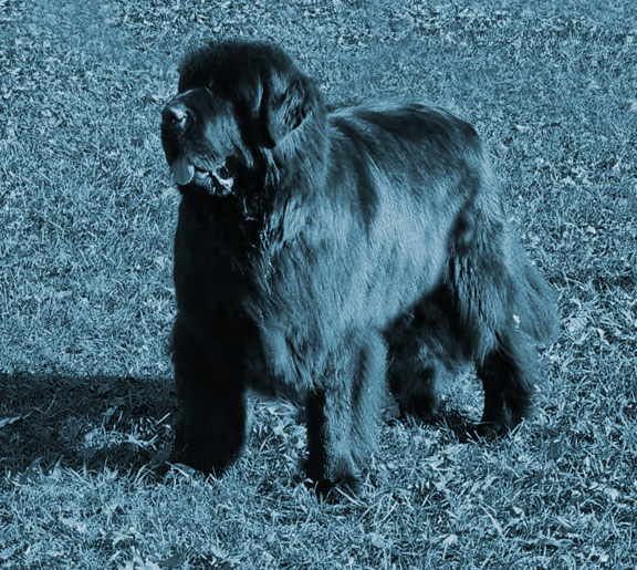 cachorro terranova
