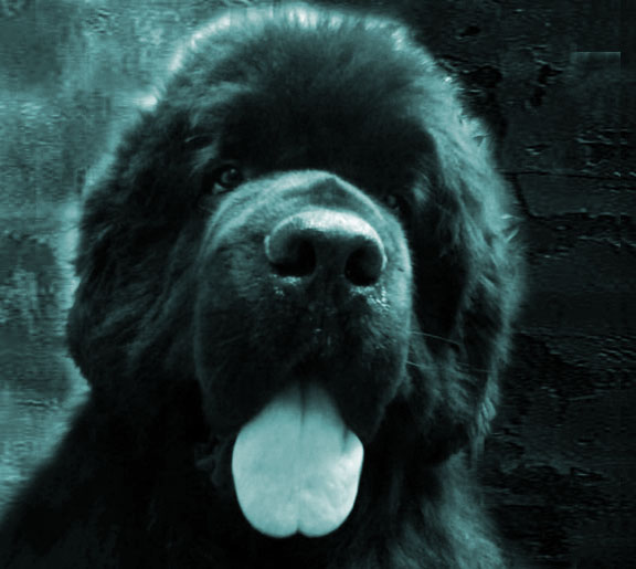 cachorro terranova