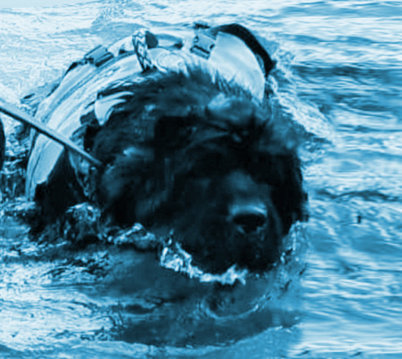 cachorro terranova