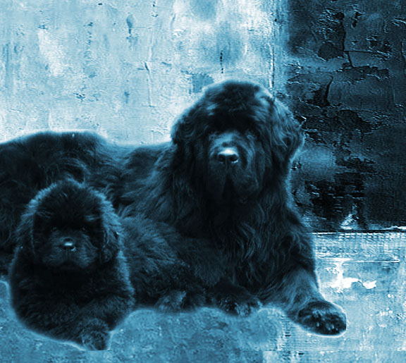cachorro terranova