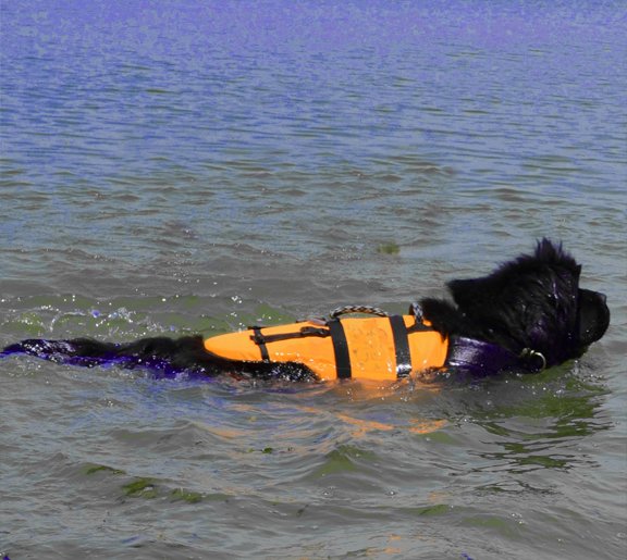 newfoundland black dog