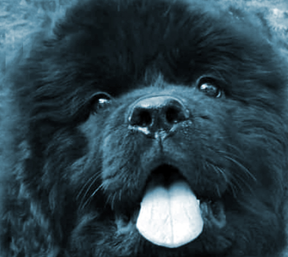 cachorro terranova