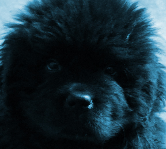 cachorro terranova