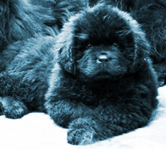 cachorro terranova