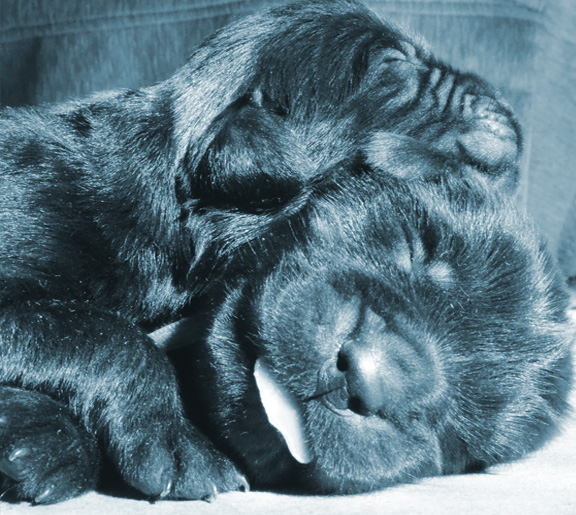 cachorro terranova