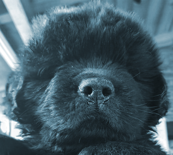 cachorro terranova
