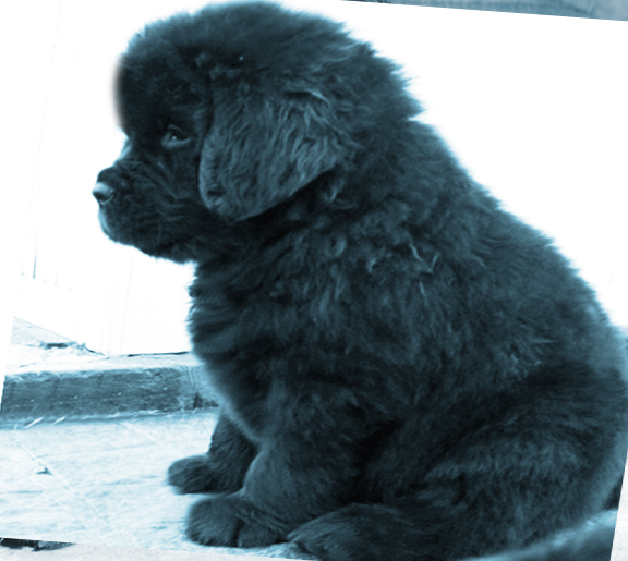 cachorro terranova